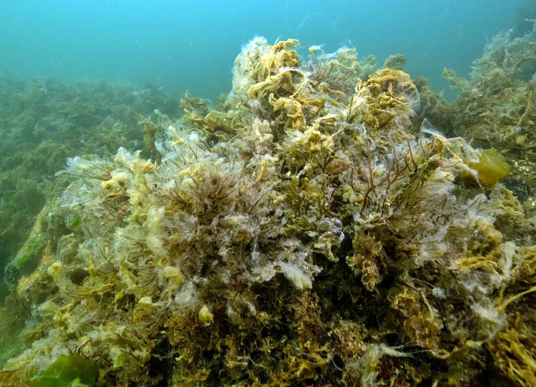 Marmara'da depremden sonra en büyük felaket sinsi sinsi gerçekleşiyor! Hiç kimse farkında değil, böyle görüntülendi 9